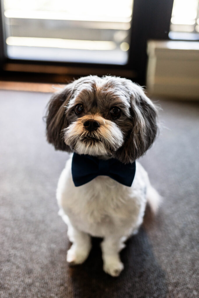 The couples dog poses for a photo in his bowtie at a Black Rock Oceanfront Resort wedding.