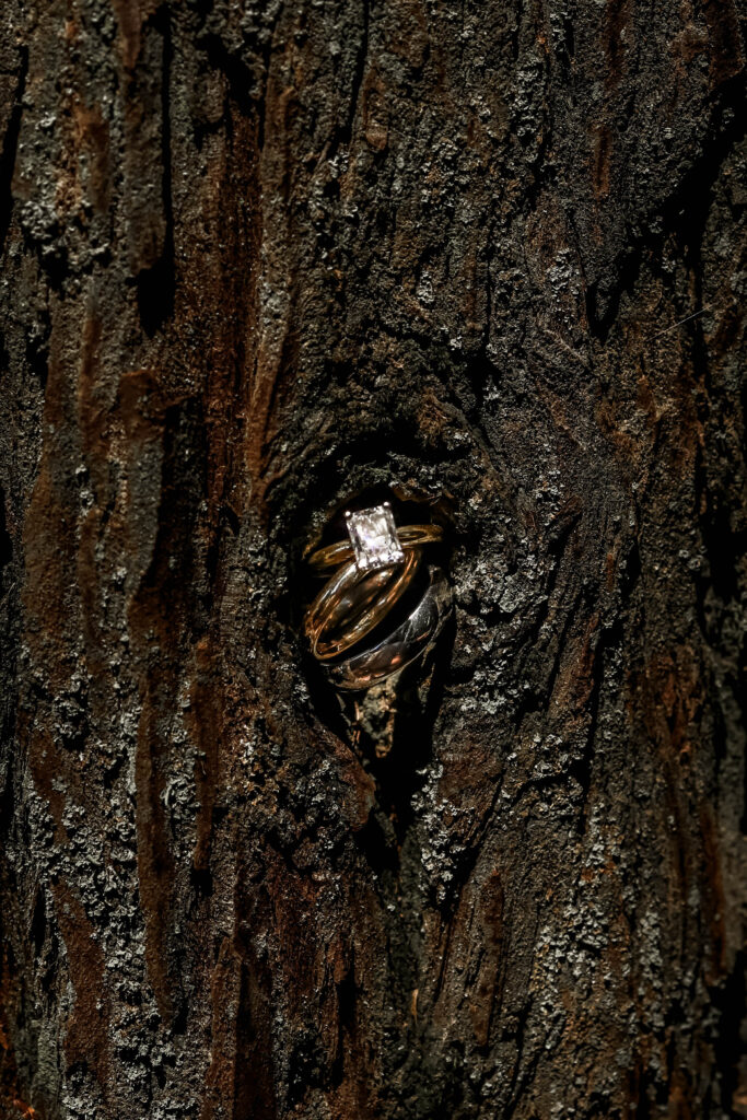 An up close of wedding rings placed in a crevice of a giant redwood tree.