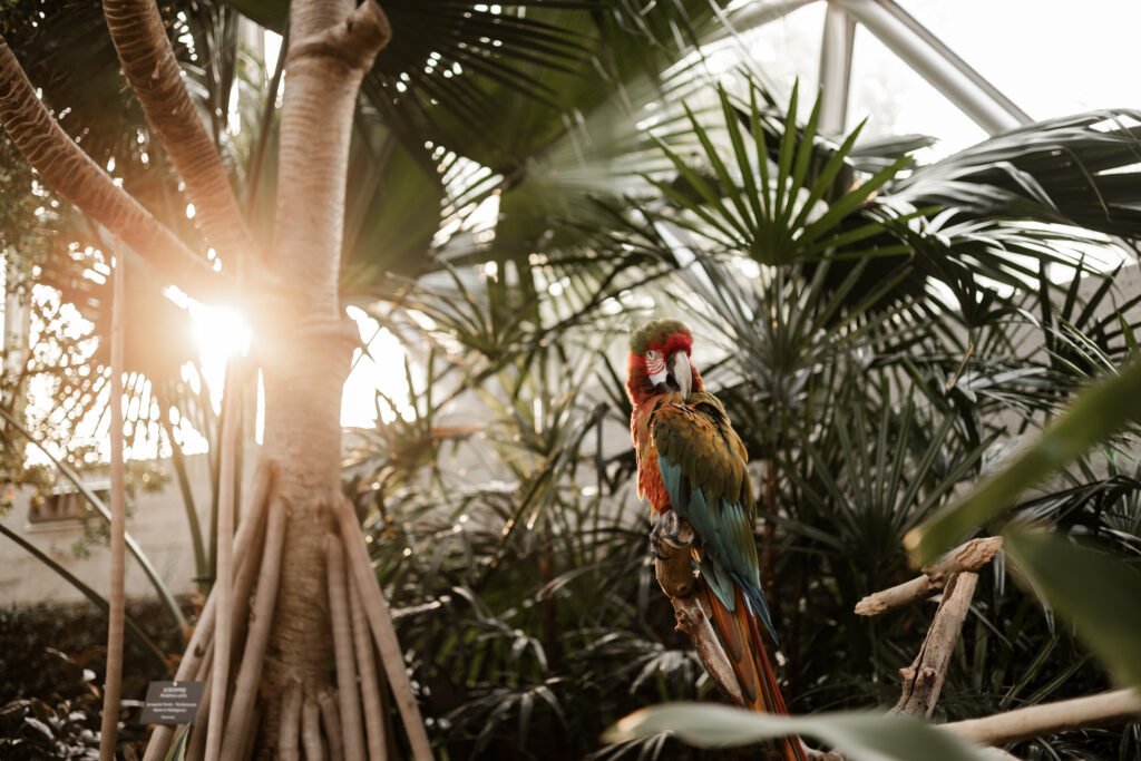 A colourful parrot with the sun streaming in from behind at this Bloedel Conservatory wedding 