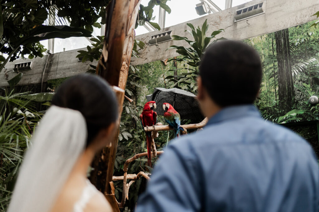 The bride and groom look at two parrots at this Bloedel Conservatory wedding 