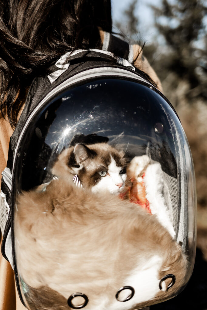 Up close of a brown cat in a cat backpack at a Mount Douglas Elopement.