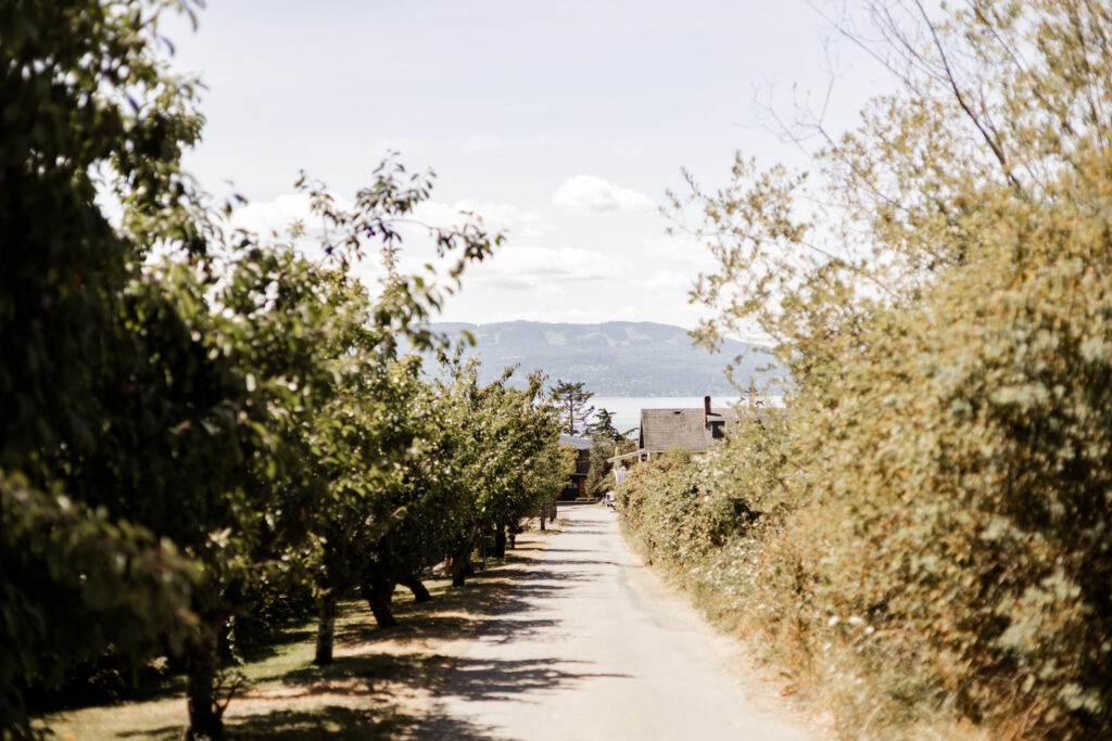 Tree lined driveway at this Kildara Farms wedding