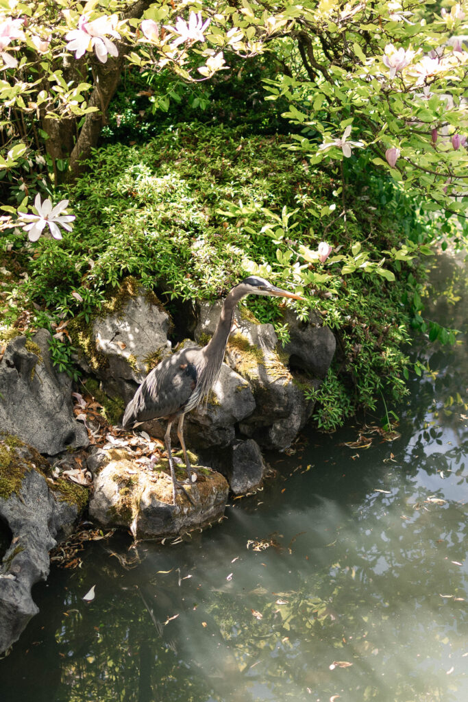 Heron relaxing in sun at Dr. Sun Yat-Sen Classical Chinese Garden wedding venue
