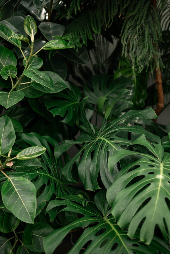 Lush green plants at the Secret Garden at Ripples Winery, a wedding venue in Abbotsford, BC.